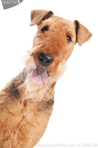 Image of Airedale Terrier dog isolated