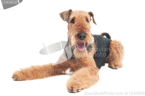 Image of Airedale Terrier dog isolated