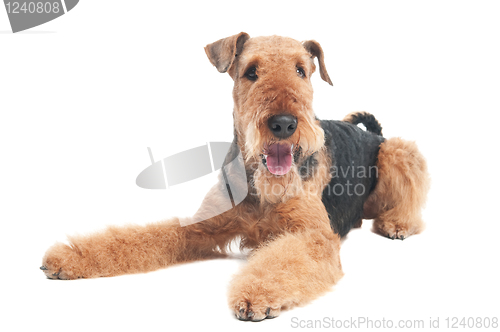 Image of Airedale Terrier dog isolated