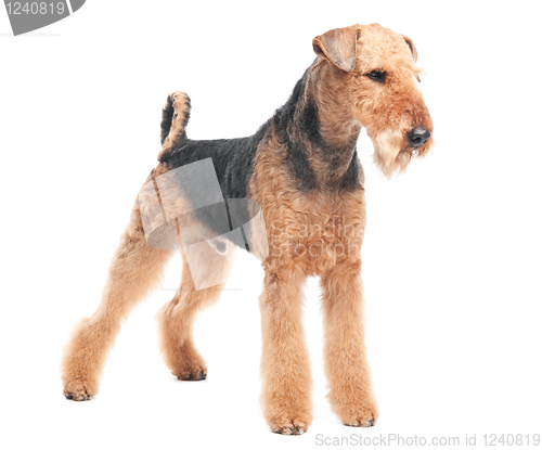 Image of Airedale Terrier dog isolated