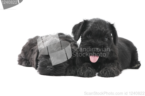 Image of two black zwergschnauzer puppy isolated