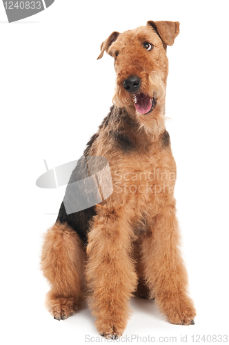 Image of Airedale Terrier dog isolated