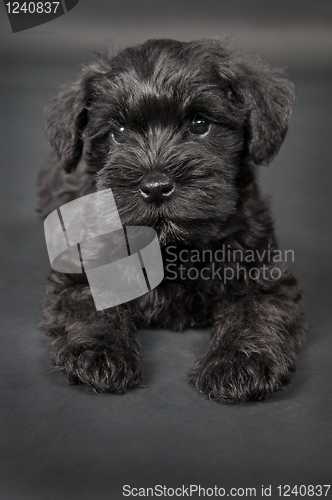 Image of black zwergschnauzer puppy