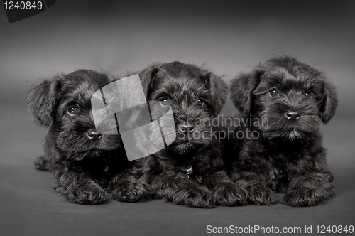 Image of three black puppy of zwergschnauzer