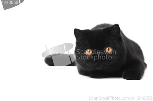 Image of black exotic shorthair kitty cat
