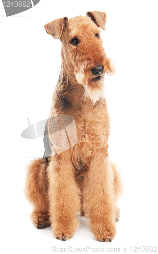 Image of Airedale Terrier dog isolated