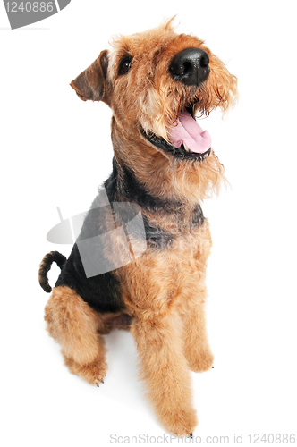 Image of Airedale Terrier dog isolated