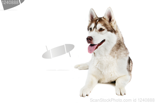 Image of siberian husky dog