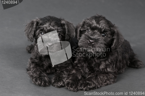 Image of two black puppy of zwergschnauzer