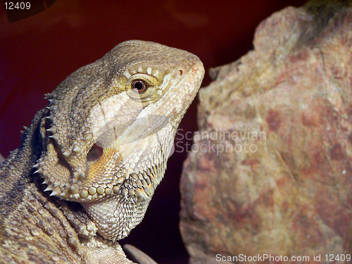 Image of Bearded Dragon