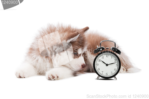 Image of puppy with clock time