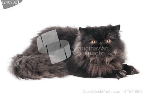 Image of black persian kitty cat