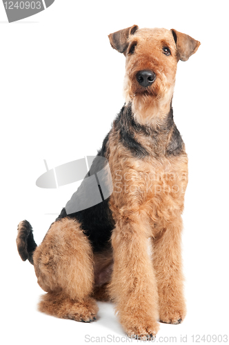 Image of Airedale Terrier dog isolated