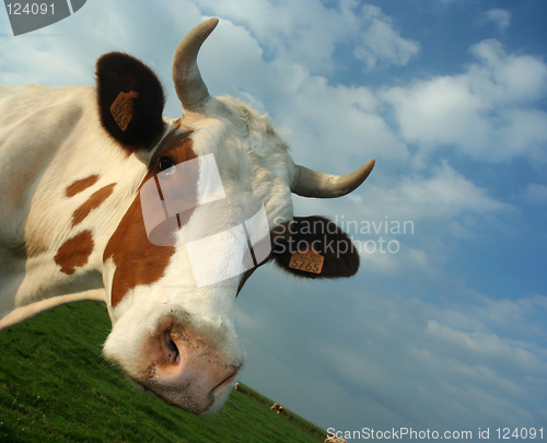 Image of cow