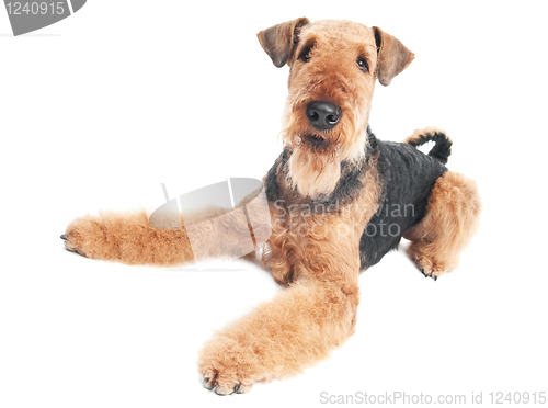 Image of Airedale Terrier dog isolated