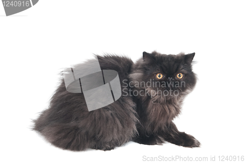 Image of black persian longhair kitty cat