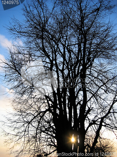 Image of tree and sun