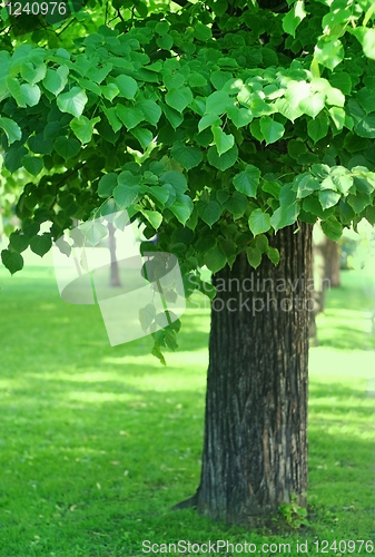 Image of tree with green foliage