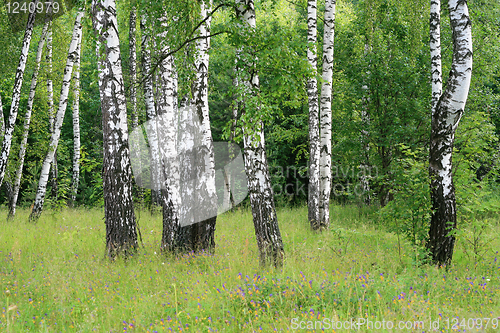 Image of birch trees in a summer forest