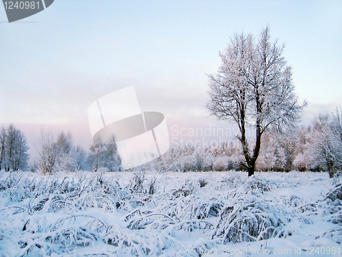 Image of winter scenery with tree