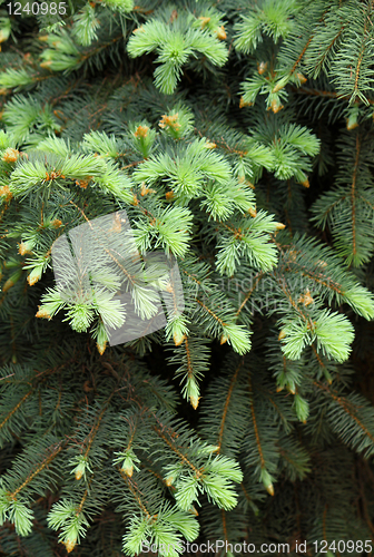 Image of coniferous tree