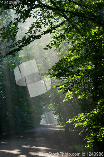 Image of Ground road crossing old deciduous forest