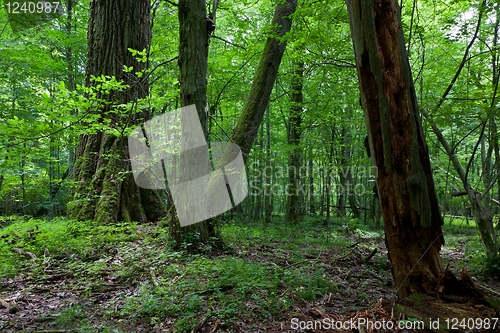 Image of Fresh deciduous stand of Bialowieza Forest with some old trees