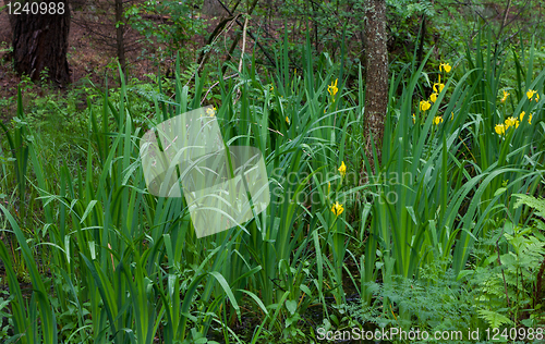 Image of Yellow Water Flag rain after