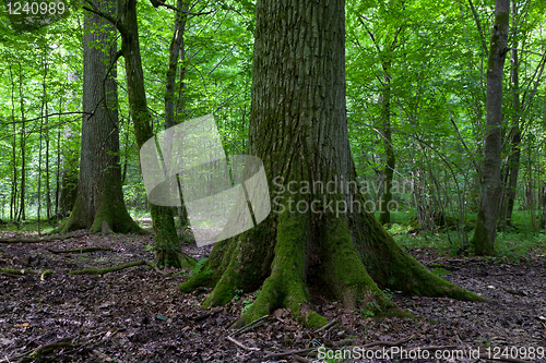 Image of Monumental oak trees of Bialowieza Forest