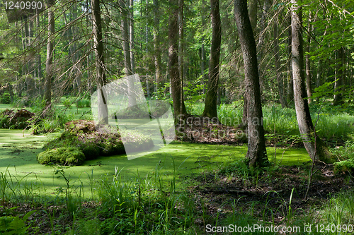 Image of Natural stand of Bialowieza Forest with standing water and Common Duckweed