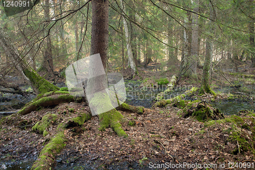 Image of Old spruce moss wrapped roots