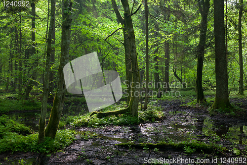 Image of Springtime sunrise in wet deciduous stand of Bialowieza Forest