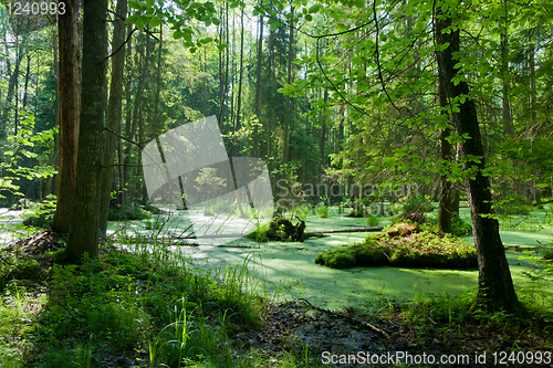 Image of Natural alder-carr stand of Bialowieza Forest with standing water