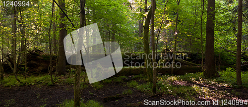 Image of Monumental brokeo oak lying