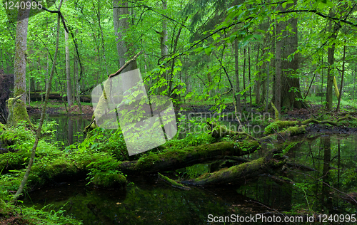 Image of Moss wraped oak trees lying in water