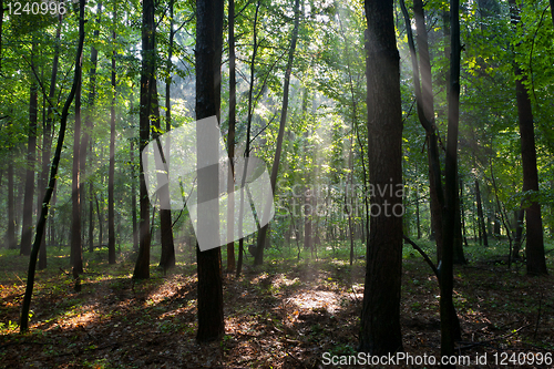 Image of Foggy young forest at morning