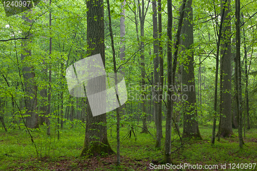 Image of Old oaks in summer misty forest