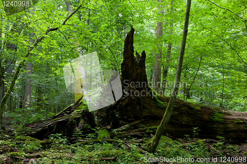 Image of Monumental brokeo oak lying