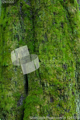 Image of Linden tree bark moss covered