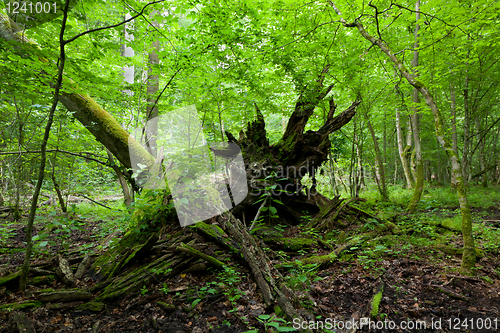 Image of Monumental brokeo oak lying