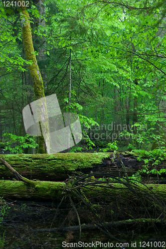 Image of Moss wraped oak trees lying