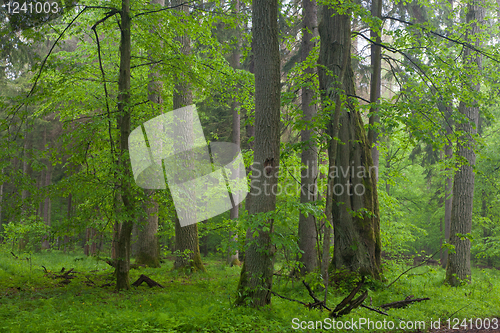 Image of Old oaks in summer misty forest