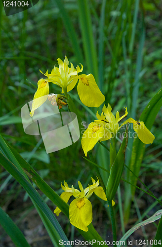 Image of Sweet Flag flowering closeup