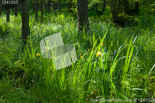 Image of Flowering Yellow Water Flag bunch against sunrising light