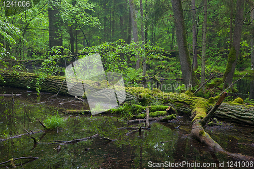 Image of Moss wraped oak trees lying in water 