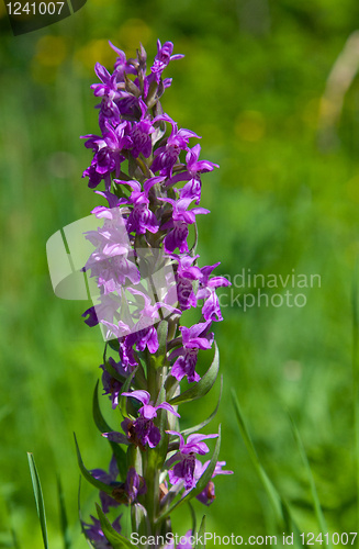 Image of Inflorescence Western marsh-orchid closeup