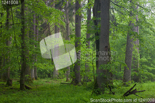 Image of Old oaks in summer forest