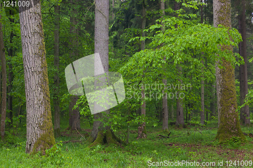 Image of Juvenile Hornbeam tree,against spruces background