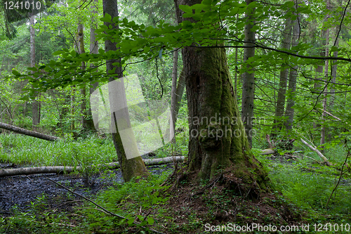 Image of Edge of alder-carr wet stand of Bialowieza Forest