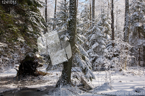 Image of Snowfall after wetland stand in morning